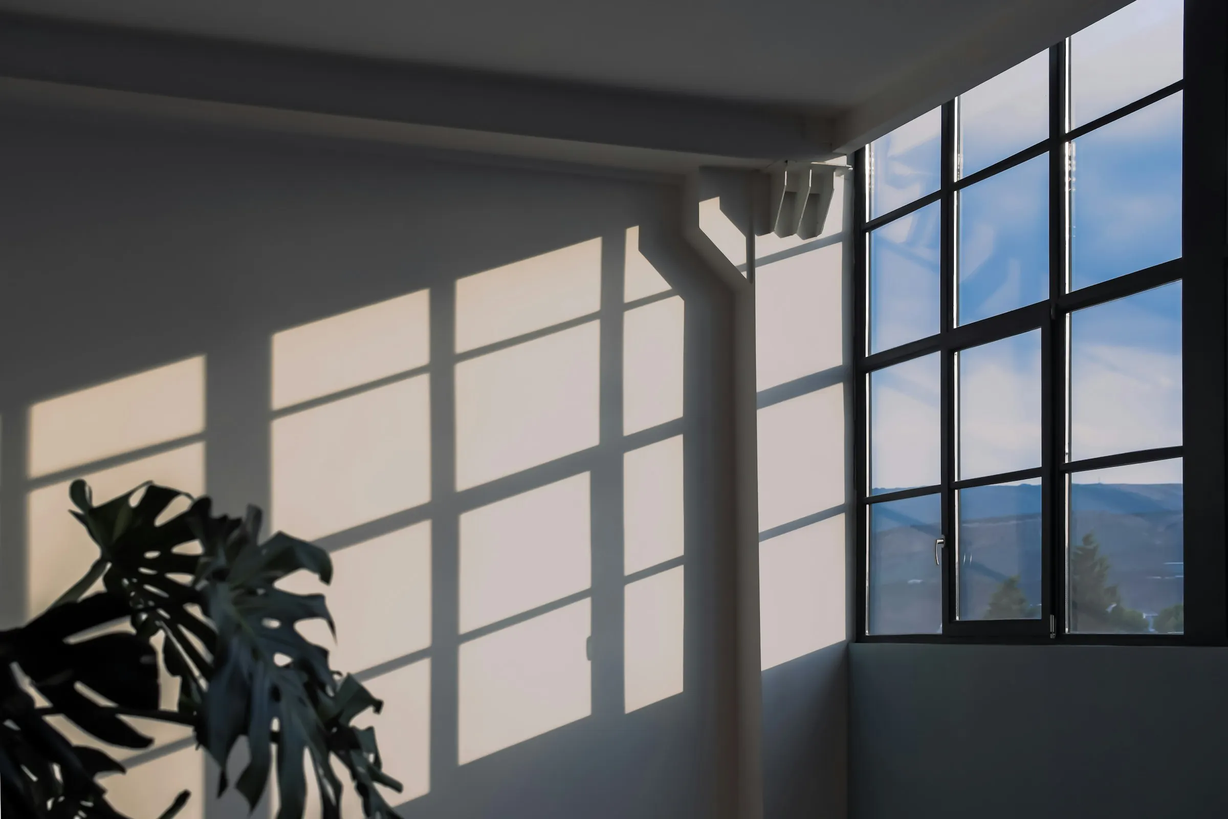 A plant casting shadows by a tall window