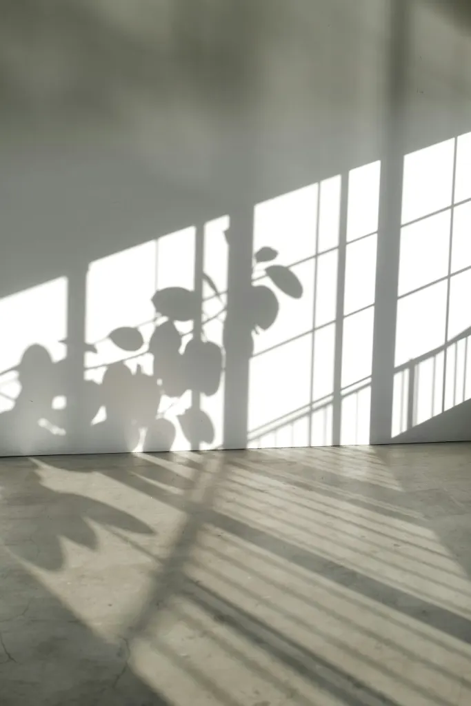 The shadow of a plant on a plaster wall